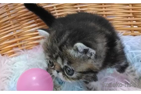 成約済の愛知県のエキゾチックショートヘア-114244の2枚目